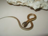 Plains Red Plains high red x Nebraska albino 4 CB 05 19 2010.JPG