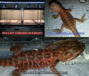 SCALESLLC2.jpg