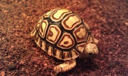 azsulcata Leopard.jpg
