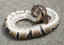 FemaleHarlequinDinkerSmall3.jpg