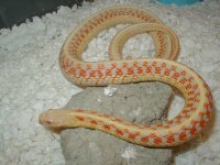 Red sided albino Kansas strain 2 CB 07 adult female 01 25 2009.JPG