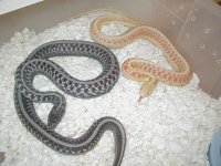 Red Side DH Snow albino & anery 2 adults 11 14 2008.JPG