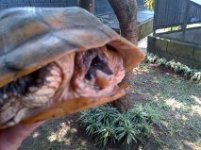 flatshell turtle.jpg