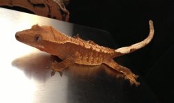Brick Red Tri-Color Crested Gecko.jpg
