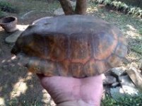 flat shell turtle 2.jpg