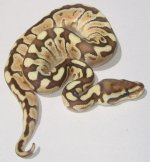 D4-DilgaXAmon-LessWomaMale-363-080713-3.jpg