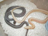 Red Side DH Snow albino & anery 3 adults 11 14 2008.JPG