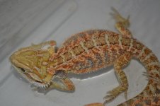 DSC_1644.jpg