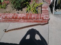 mexican boa.jpg