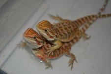 DSC_1638.jpg