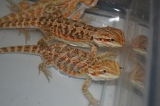 DSC_1651.jpg