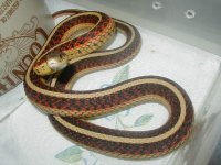 Red sided adult 3 fem Aug 2 2007.JPG