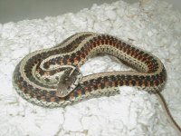Red Sided Golden x anerythristic double het 4 CB 06 01 25 2009.JPG
