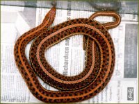Plains red hypo.jpg
