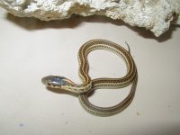 Plains Hybino het CB 2010 05 19 2010.JPG