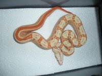babyboa.jpg