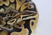 snake.jpg