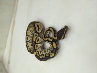 Mojave 1.jpg