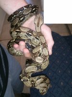 DSC_0433 (600x800).jpg