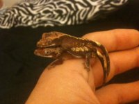 New Geckos.JPG