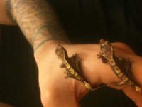 New geckos 2.JPG
