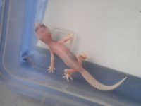 super raptor.jpg