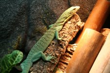Varanus prasinus 7_3_2013.jpg
