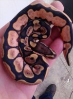 calico.jpg