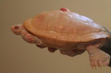 big bertha 1.jpg