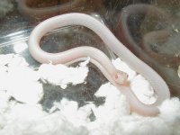 Red Sided Snow female 2 CB 09 10 04 2009.JPG