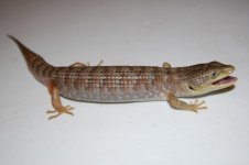 DSC_0130.jpg