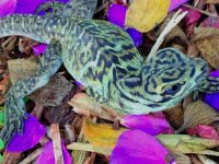 high color morph female pustie5.jpg