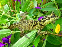 high color morph female pustie2.jpg