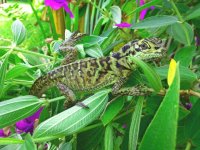 high color morph female pustie8.jpg