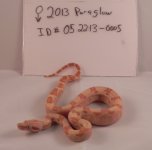 female paraglow 0005.jpg