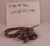 female het sharp 0010.3.jpg