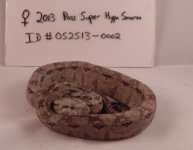 female super hypo sonoran 0002.2.jpg