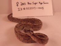 female super hypo sonoran 0003.jpg