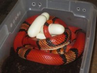 Hypo tricolor female.jpg