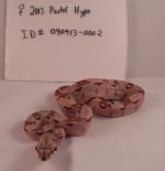 Female pastel hypo 0002.jpg