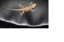 Resized Probable female.jpg