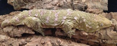 High Pink Leachie.jpg