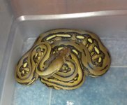 tiger Sumatran stripe-1.jpg