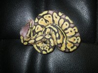 IMG_2141.jpg