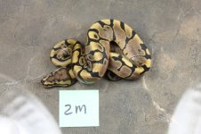 IMG_0686fauna.jpg