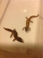 Banded Geckos.jpg