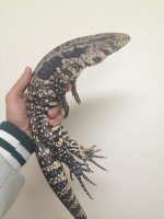Florida tegu.jpeg
