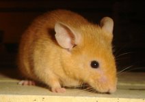 Dark Orange Fancy Mouse.jpg