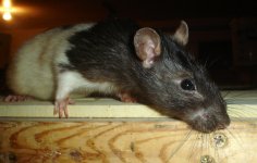 Black & White Hooded Rat.jpg