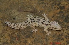 Hemidactylus ruspoli - male.jpg